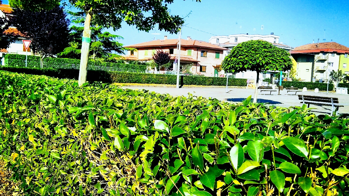 Siepi e alberi sagomati in uno spazio pubblico
