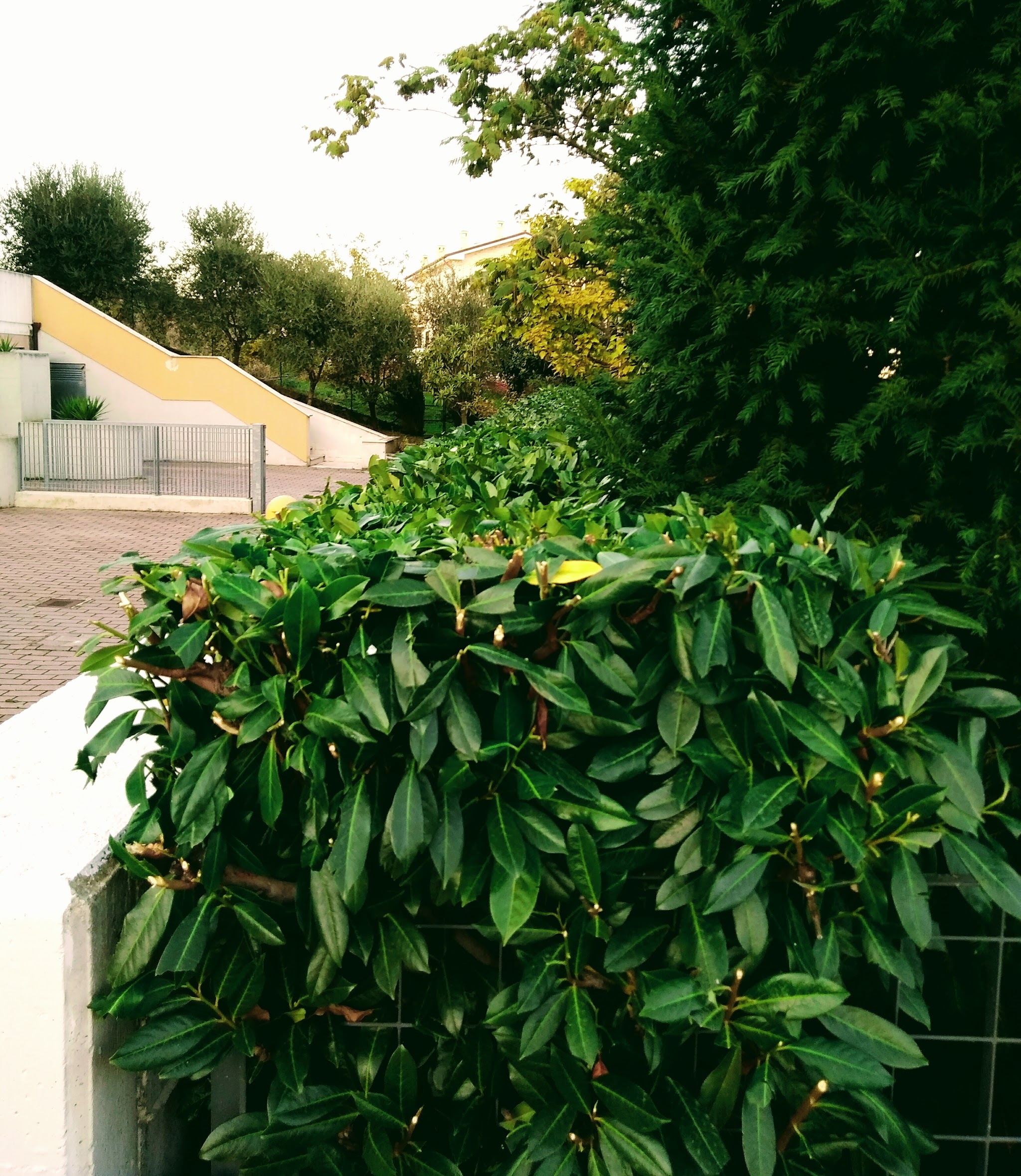 Siepe appena potata lungo un giardino