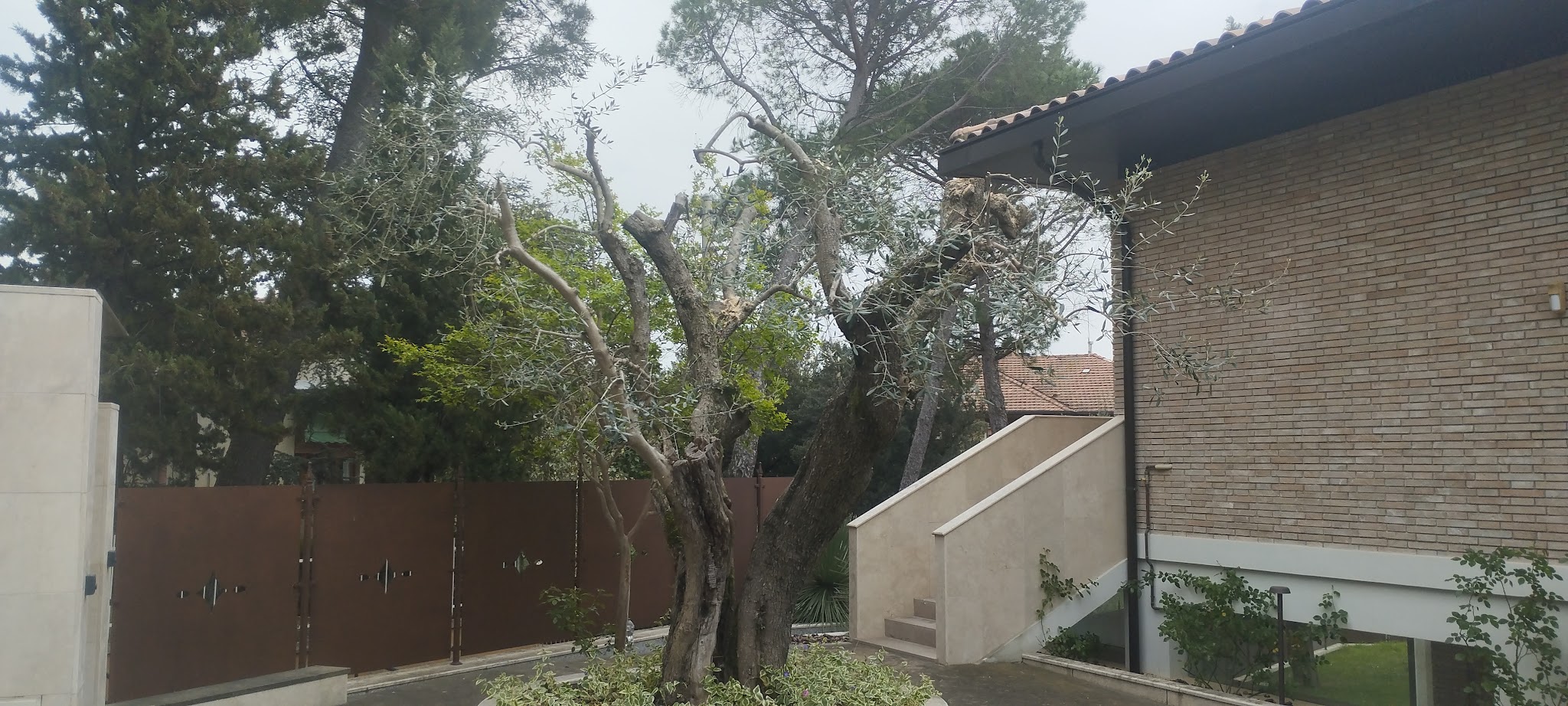 Olivo potato in un giardino residenziale