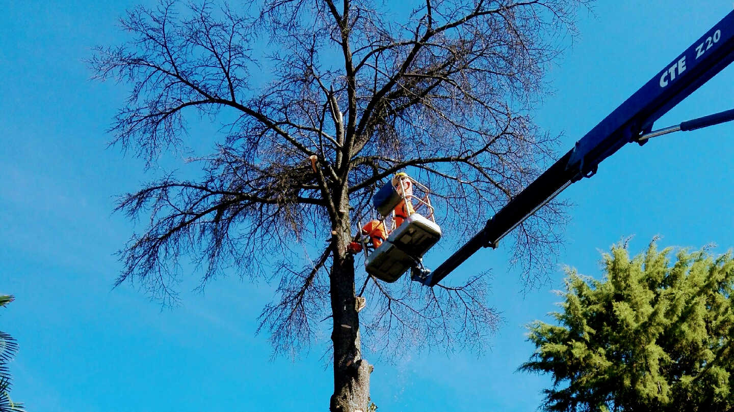 Potatura di un albero con piattaforma elevatrice